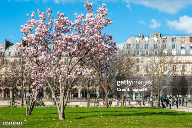 paris: eine blühende magnolie im jardin des tuileries im frühling - rue de rivoli stock-fotos und bilder