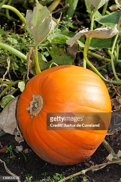 pumpkin - cucurbit - gourd - (cucurbita pepo) - cucurbit stock pictures, royalty-free photos & images