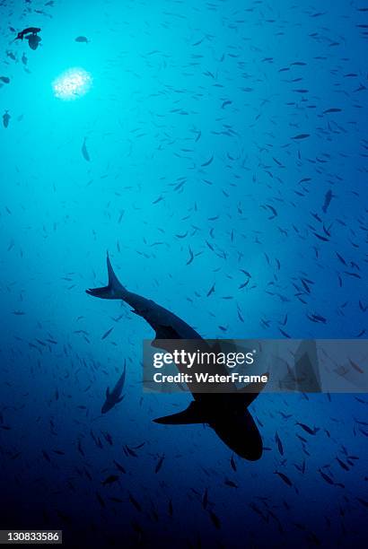 grey reef shark (carcharhinus amblyrhynchos), maldive islands, indian ocean - silhouette contre jour stock-fotos und bilder