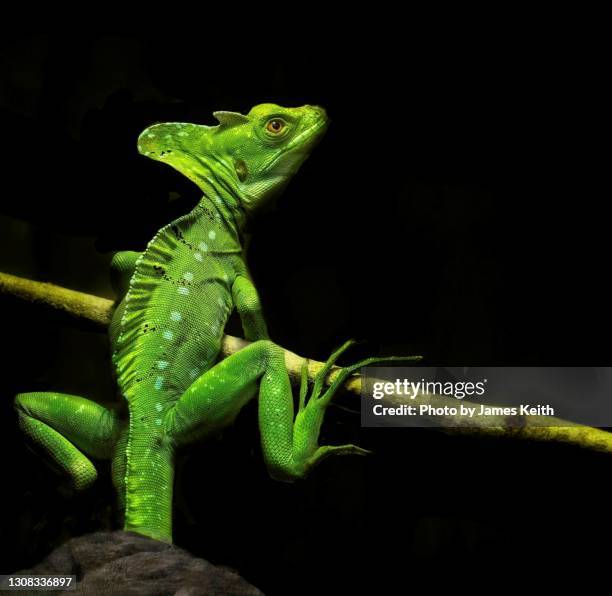 plumed basilisk - introduced species stock pictures, royalty-free photos & images