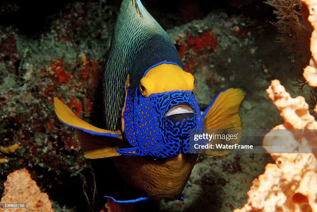 Yellow-mask Angelfish (Pomacanthus xanthometopon), Maldive Islands, Indian Ocean