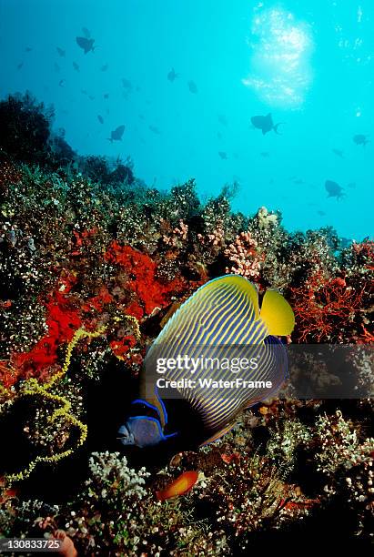 yellowface angelfish (pomacanthus xanthometopon), maldives island, indian ocean - pomacanthus xanthometopon stock pictures, royalty-free photos & images