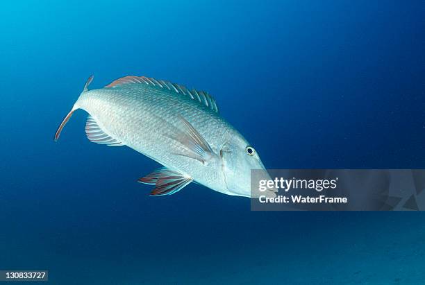 sweetlip emperor (lethrinus miniatus), maldives, indian ocean - lethrinus stock pictures, royalty-free photos & images