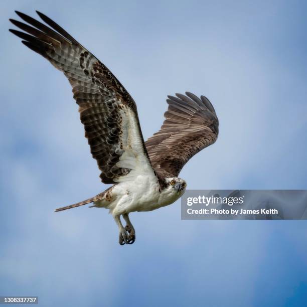 eye contact with an osprey in flight. - fischadler stock-fotos und bilder