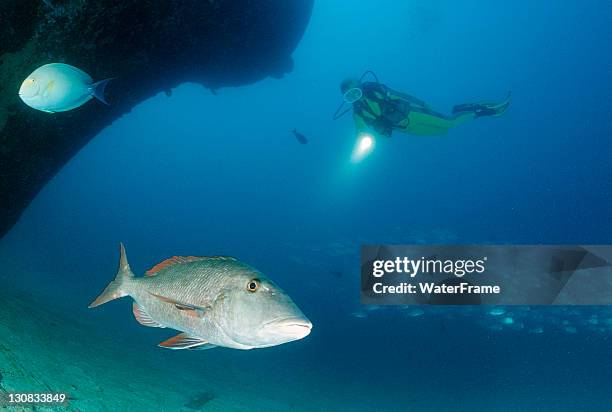 sweetlip emperor or trumpet emperor (lethrinus miniatus), maldives island, indian oceans - lethrinus stock pictures, royalty-free photos & images