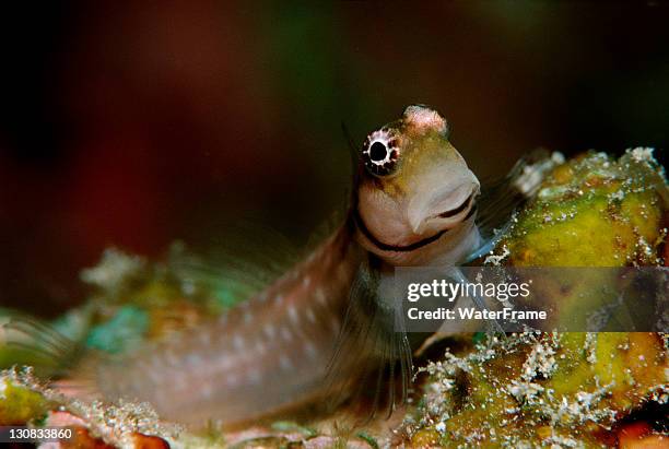 maledivian blenny (ecsenius minutus), maldives island, indian ocean - blenny stock pictures, royalty-free photos & images