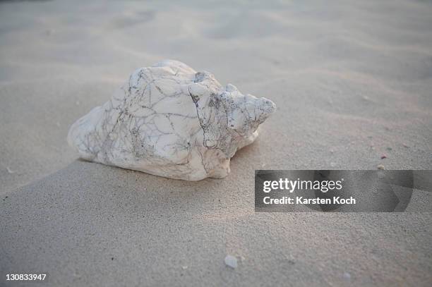 Cuban Shells 37 Cuban Snails Stock Photos, High-Res Pictures, and Images - Getty Images