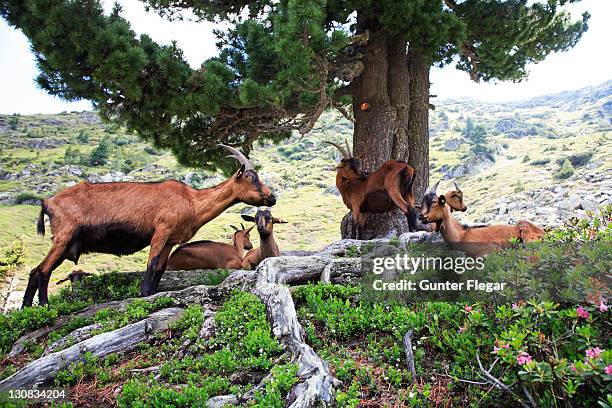 tirol mountain goats - goat rots stock-fotos und bilder