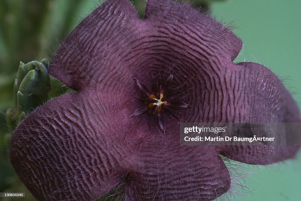 Carrion plant, Starfish flower, or Starfish cactus (Stapelia grandiflora), flower
