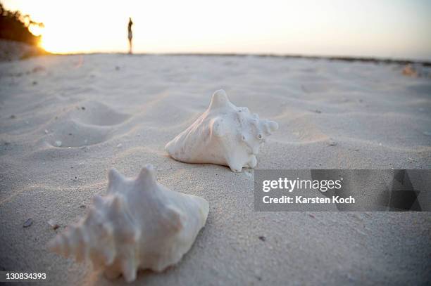 Cuban Shells 42 Cuban Snails Stock Photos, High-Res Pictures, and Images - Getty Images