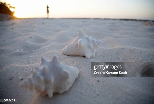 Shell Cuba 37 Cuban Snails Stock Photos, High-Res Pictures, and Images - Getty Images