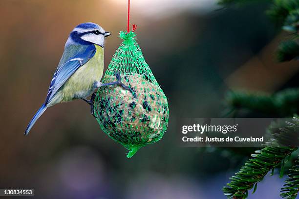blue tit (parus caeruleus) - kloß stock-fotos und bilder