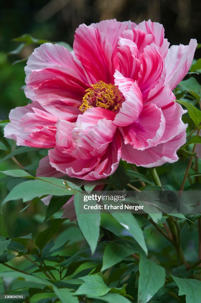 Tree peony (Paeonia suffruticosa 'Shima-Nishiki')