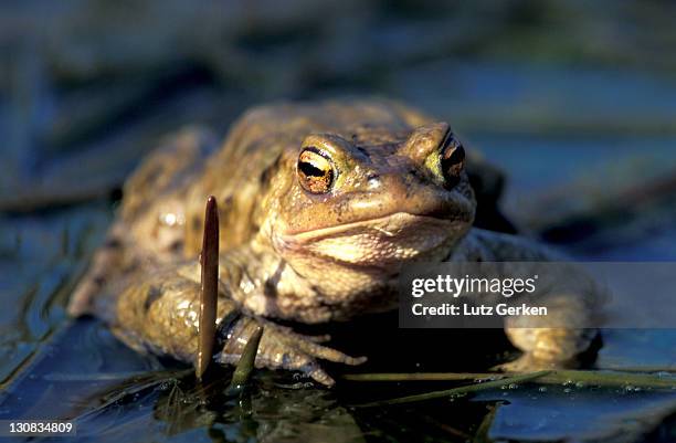131 Toads Walk Stock Photos, High-Res Pictures, and Images - Getty Images