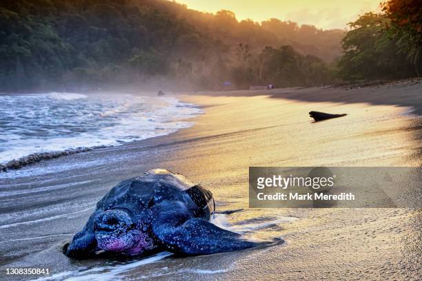 leatherback turtle - leatherback turtle stock pictures, royalty-free photos & images