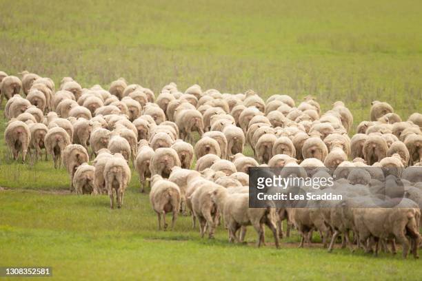 flock of sheep - sheep muster stock pictures, royalty-free photos & images