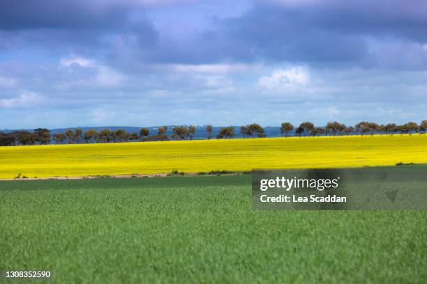 yellow and green field - brassica rapa stock pictures, royalty-free photos & images