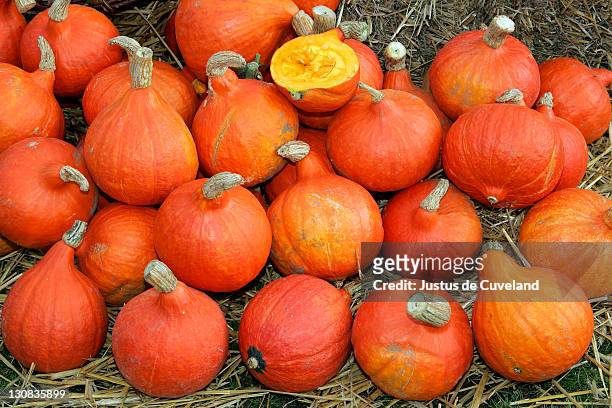 pumpkins (cucurbita hokaido) - hokaido pumpkin stock pictures, royalty-free photos & images