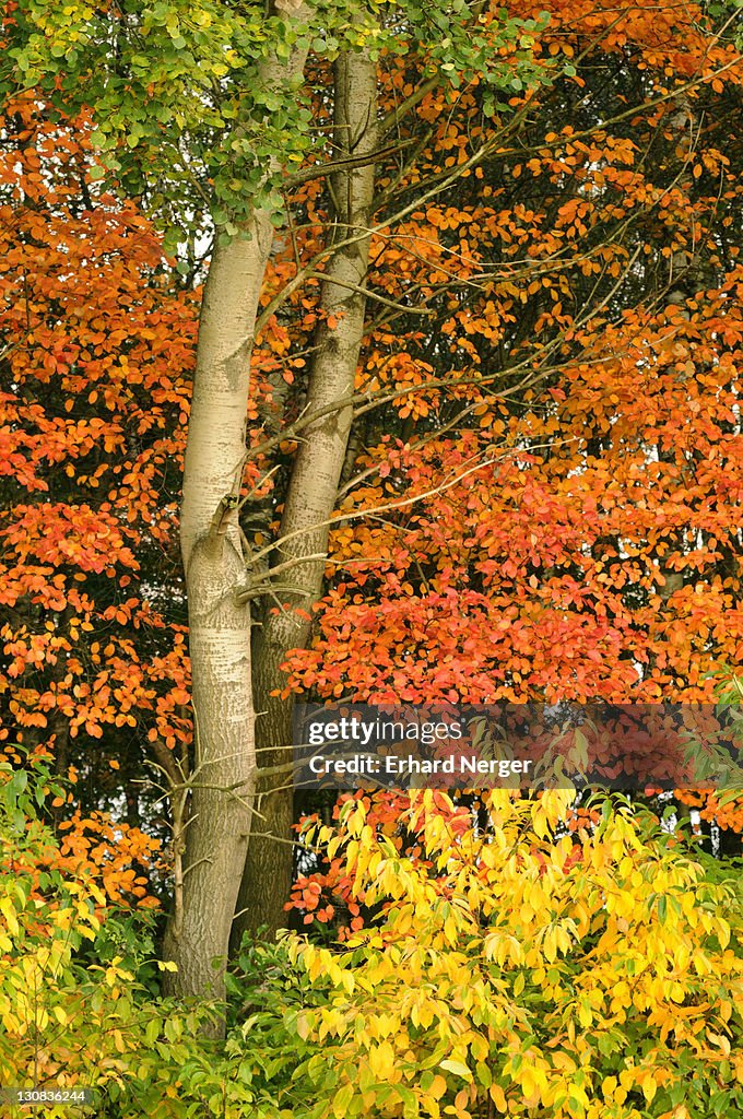 Autumn foliage of Amelanchier (Amelanchier canadensis), Aspen (Populus tremula) and Black cherry (Prunus serotina)