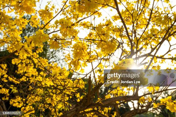 golden trumpet tree - tabebuia chrysotricha - tabebuia chrysotricha foto e immagini stock