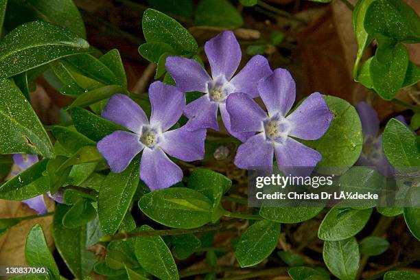 lesser periwinkle (vinca minor) - periwinkle stock pictures, royalty-free photos & images