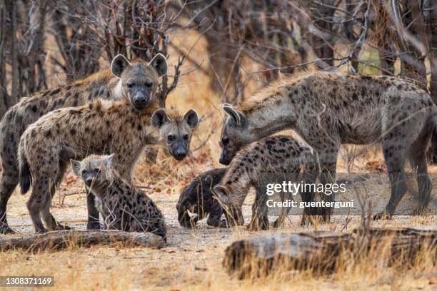 paket med prickiga hyenor (crocuta crocuta) i okavango, botswana, afrika - hyena bildbanksfoton och bilder