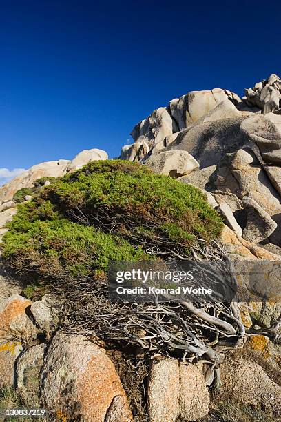 windswept juniper tree at capo testa, sardinia, italy - juniperus phoenicea stock pictures, royalty-free photos & images