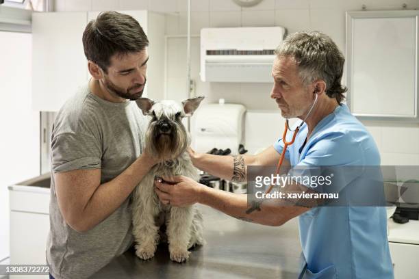 veterinarian listening to heartbeat in animal hospital - worried pet owner stock pictures, royalty-free photos & images