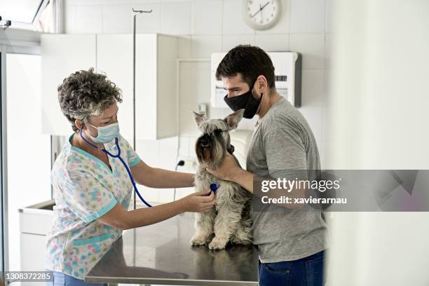 veterinarian listening to dog heartbeat in time of covid-19 - schnauzer stock pictures, royalty-free photos & images