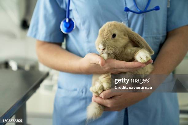 coniglio domestico che viene check-up annuale all'ospedale degli animali - coniglio animale foto e immagini stock