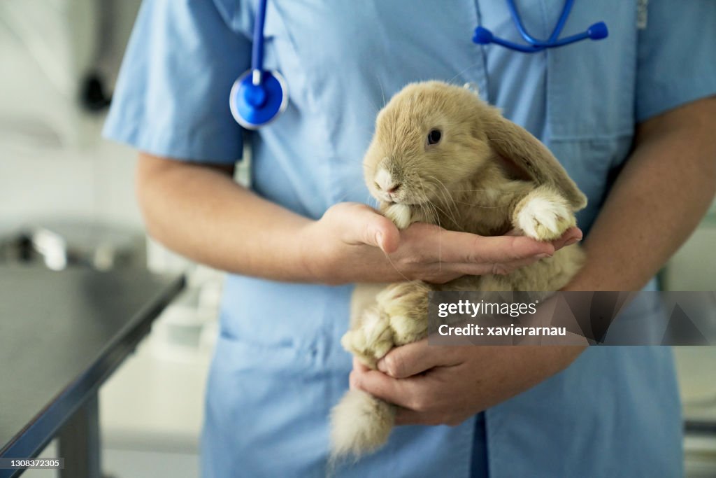 Pet Rabbit Getting Annual Check-Up at Animal Hospital
