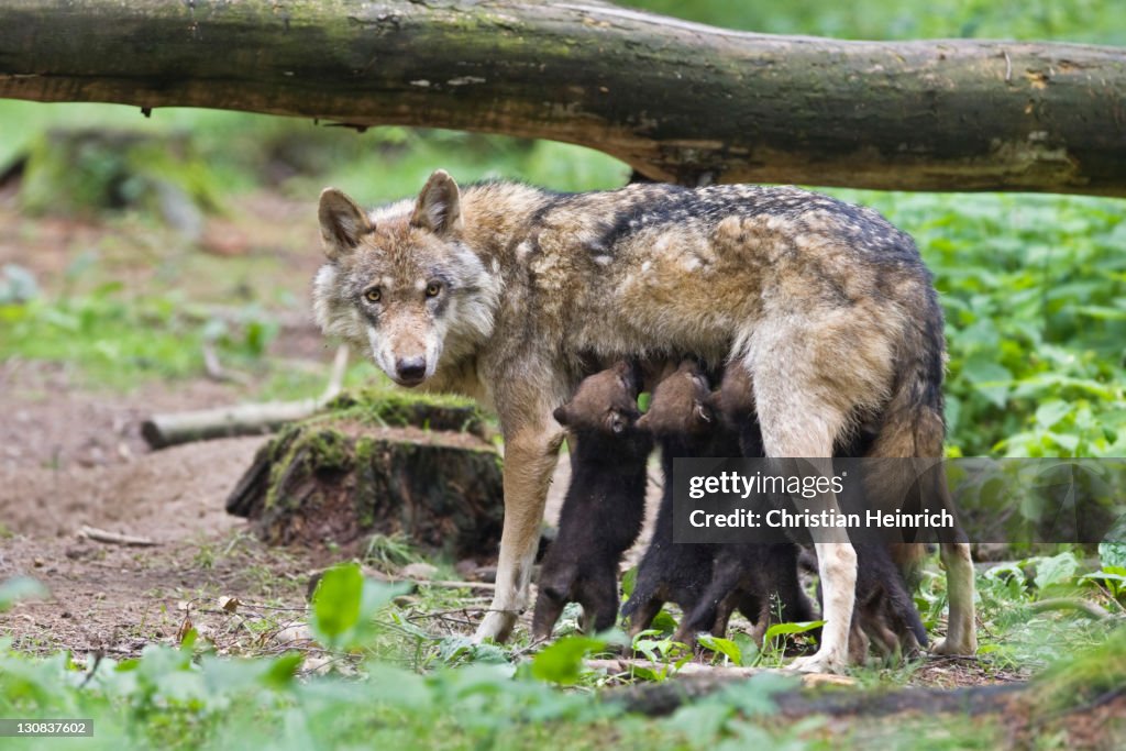 European wolf (Canis lupus lupus) with pup, puppy