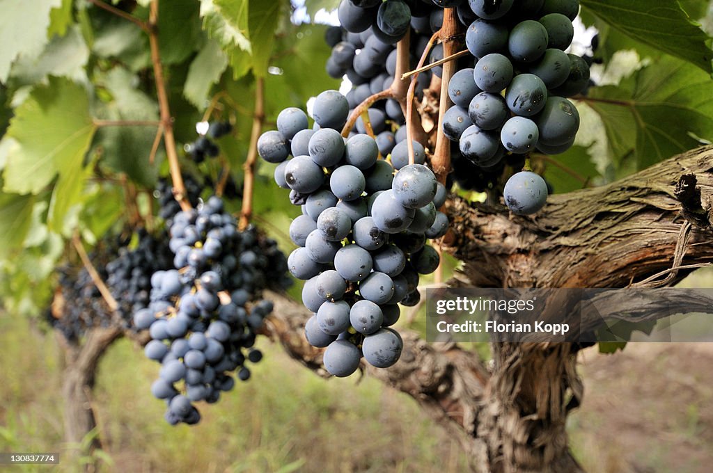 Vines of the Malbec variety, Maipu vineyards, Mendoza Province, Argentina, South America