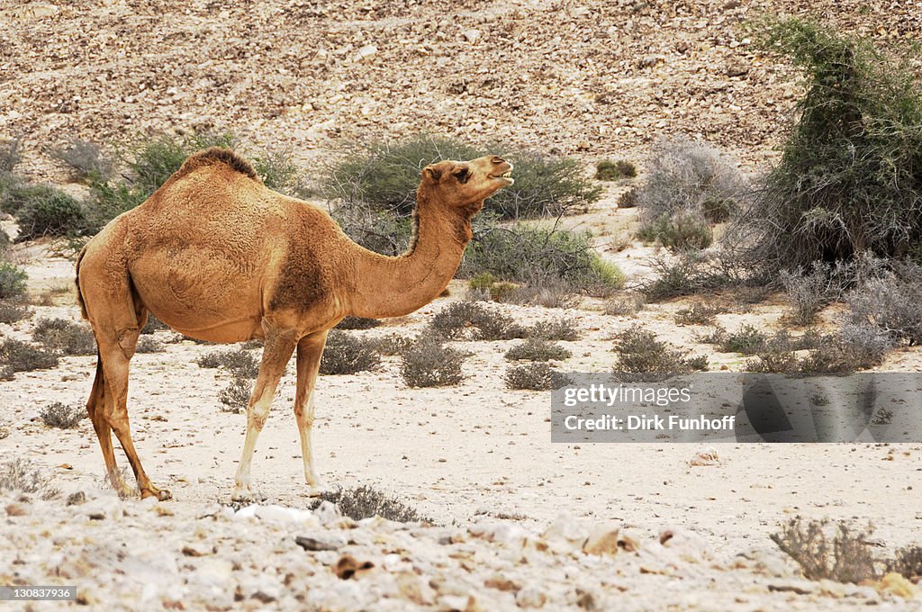 Dromedary (Camelus dromedarius) standing on the roadside, Ras al Jinz, Oman, Middle East