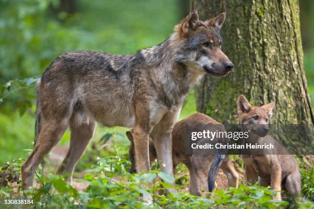 european wolf (canis lupus lupus) with pup, puppy - hundeartige stock-fotos und bilder