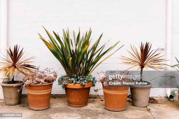 collection of plants in terracotta pots against a white brick wall in a home courtyard - cordyline stockfoto's en -beelden