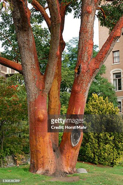 three-trunked pacific madrone or strawberry tree (arbutus menziesii), victoria, vancouver island, canada, north america - pacific madrone stockfoto's en -beelden
