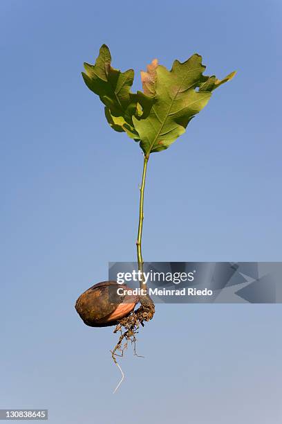 Oak Sapling Roots Acorn Sprouting Photos and Premium High Res Pictures - Getty Images