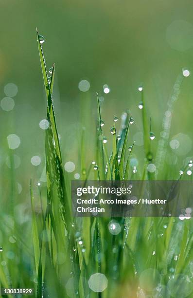 grass with drops of water, germany (alopecurus pratensis) - alopecurus stock pictures, royalty-free photos & images