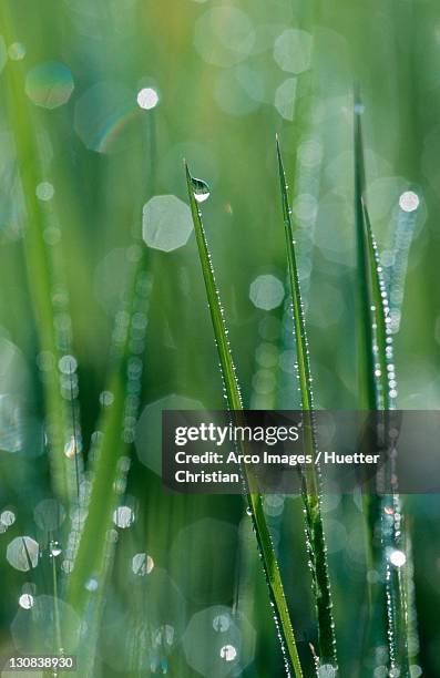 grass with drops of water, germany (alopecurus pratensis) - alopecurus stock pictures, royalty-free photos & images