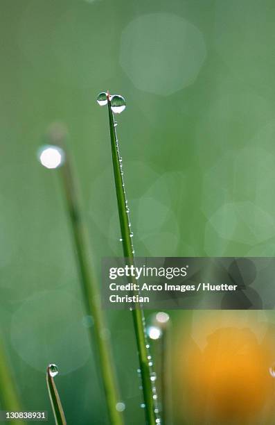 blades grass with drops of water, germany (alopecurus pratensis) - alopecurus stock pictures, royalty-free photos & images