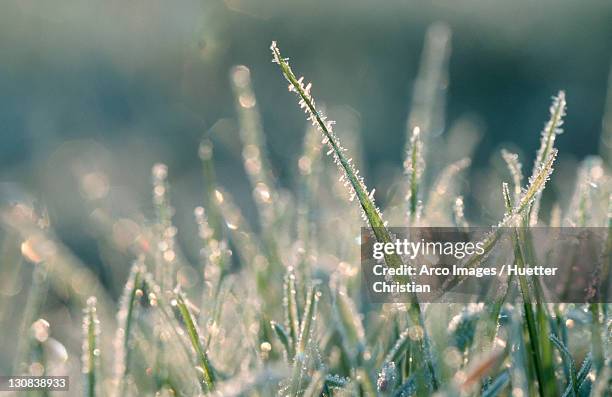 grass with hoarfrost, germany (alopecurus pratensis) - alopecurus stock pictures, royalty-free photos & images