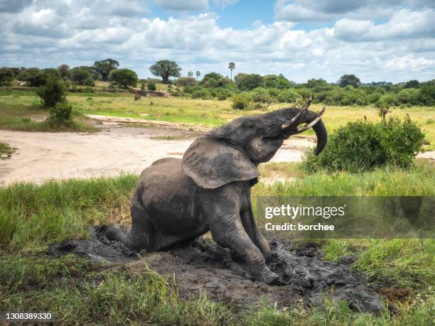elefant im schlamm - schlammbaden stock-fotos und bilder