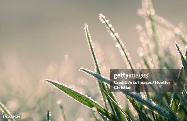 grass with hoarfrost, germany (alopecurus pratensis) - alopecurus stock pictures, royalty-free photos & images