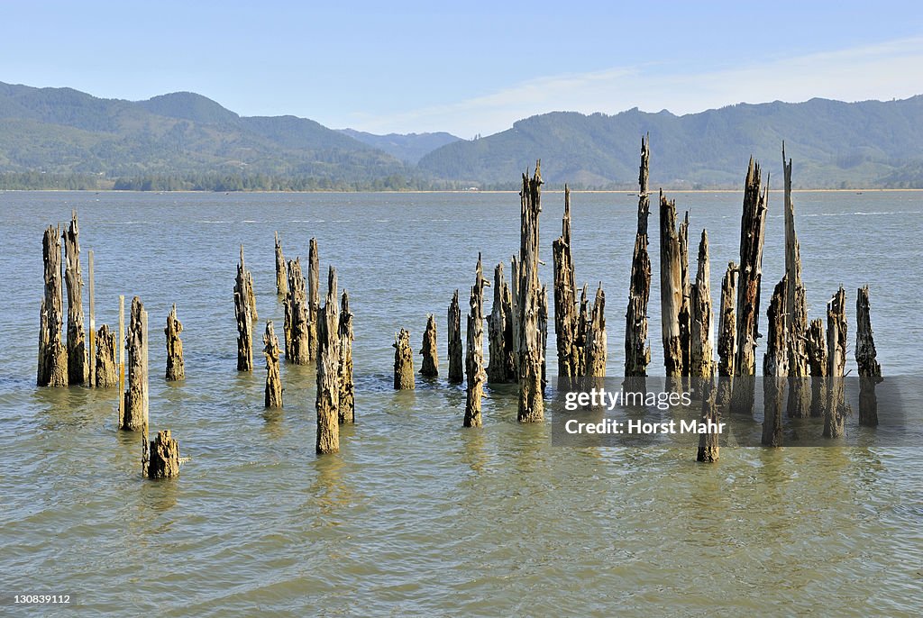 Weathered wooden poles in the calm water of Tillamook Bay, Pacific coast, Oregon, USA