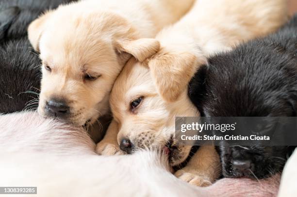 two weeks old puppies suckling milk from their mother - labrador puppies stock-fotos und bilder