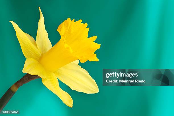 daffodil (narcissus) - daffodil isolated stock pictures, royalty-free photos & images