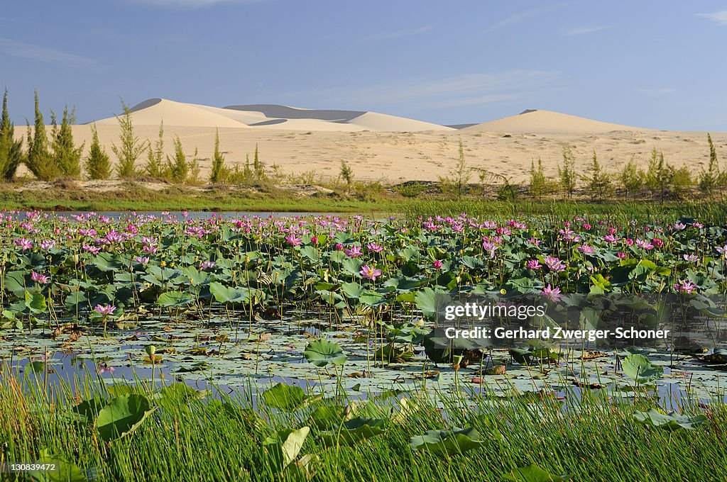 Sand dunes in front of Bao Trang lake, Mui Ne, Vietnam, Asia