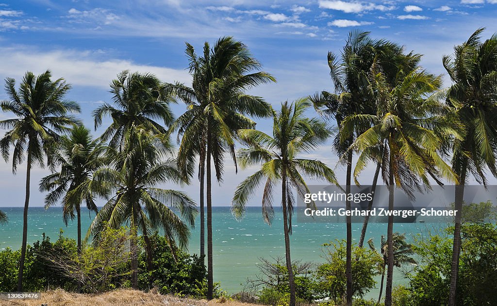 Palm trees in front of turquoise sea, Mui Ne, Vietnam, Asia