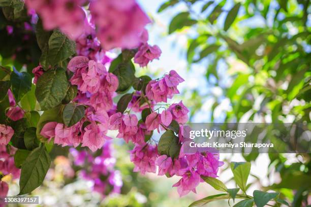 purple blooming bugainvillea in a garden on a blue sky-stock photos - buganvília imagens e fotografias de stock